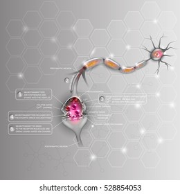 Synapse detailed anatomy, beautiful colorful illustration. Neuron passes signal to another neuron. Abstract scientific background.