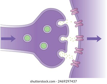 SYNAPSE, Medical illustration of elements of synapse. Scientific Designing of Synapse Structure. The Synaptic Transmission. Colorful