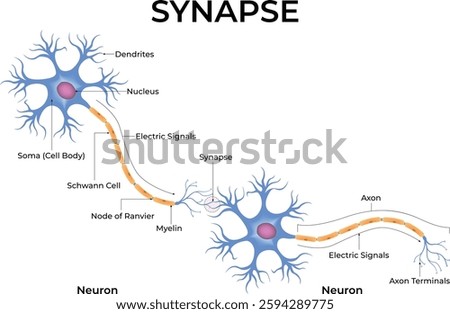 Synapse Neuron Communication Design Vector Illustration