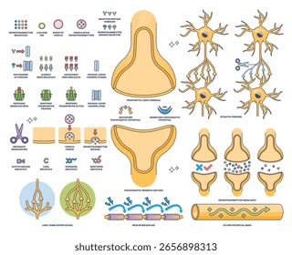 La sinapsis y la neurotransmisión visualizan los terminales neuronales, la hendidura sináptica y el flujo de neurotransmisores en un esquema claro y educativo. Colección de estilo de esquema