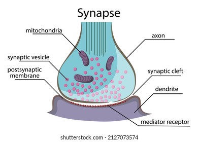 Synapse. The Structure And Anatomy Of The Contact Between Two Neurons. Visual Material. Vector Illustration In Flat Style.