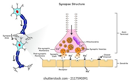 Synapse Structure Infographic Diagram permit neuron pass electrical chemical signal to nerve cell parts area synaptic cleft vesicle ions channel neurology biology physiology science education vector