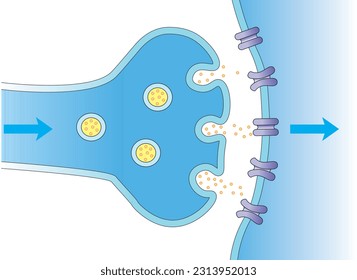 SYNAPSE, synaps, Sinaps, Medical illustration of elements of synapse. Scientific Designing of Synapse Structure. The Synaptic Transmission. Colorful Symbols. Vector Illustration.