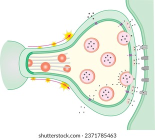 SYNAPSE, synaps, Sinaps, Medical illustration of elements of synapse. Scientific Designing of Synapse Structure. The Synaptic Transmission. Colorful Symbols. Vector Illustration. Synaptic