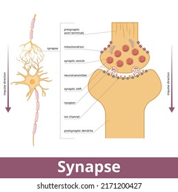 Synapse. Visualization of synapse structure while passing an electrical or chemical signal (nervous impulses) to another neuron, including mitochondria, synapse vesicle, and ion channels.