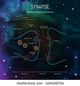 Synaptic cleft structure. Axons, dendrites synaptic terminals and neurotransmitters. Neuroscience infographic on space background. Neurobiology scientific medical vector illustration.