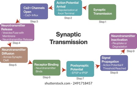 Ilustración de diagrama de flujo de transmisión de señal sináptica, fondo blanco, diagrama de Vector de Ciencia