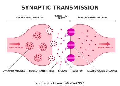 Transmisión sináptica. Neurotransmisión. Transición del impulso nervioso desde neurona presináptica a neurona postsináptica. Liberación de neurotransmisores de la vesícula sináptica. Canal cerrado. Vector.