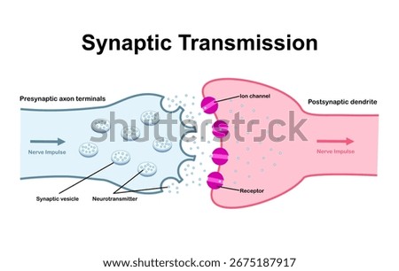 Synaptic transmission. Neurotransmission. Nerve impulse transition from presynaptic neuron to postsynaptic neuron. Neurotransmitter release from synaptic vesicle. Ligand gated channel. Vector.