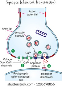 Synaptic Transmission. Structure Of A Typical Chemical Synapse. Neurotransmitter Release Mechanisms.