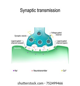 Synaptic transmission. Structure of a typical chemical synapse. Neurotransmitter release mechanisms. Neurotransmitters are packaged into synaptic vesicles transmit signals from a neuron to a target ce