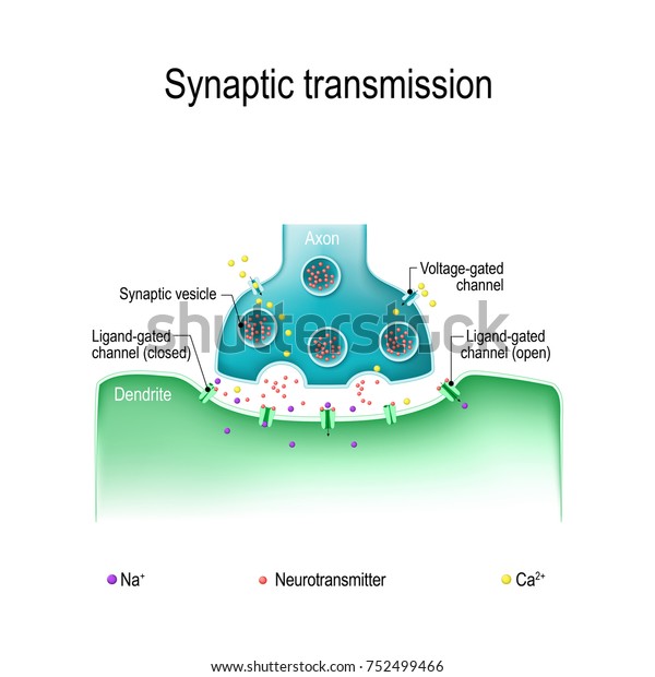 Synaptic Transmission Diagram