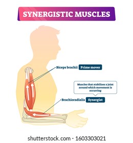 Synergistic muscles vector illustration. Labeled arm action support scheme. Human body medical organ synergy to fix joint when movement is occurring. Anatomical explanation of internal biceps system.