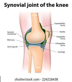 Synovial Bursa Of The Human Knee. 