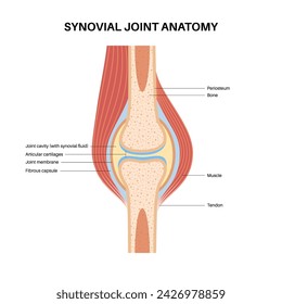 Anatomía de la articulación sinovial Movimientos entre los huesos adyacentes. Cápsula articular y cavidad articular llena de líquido sinovial. Ligamentos y cartílago en el cuerpo humano vector plano ilustración médica