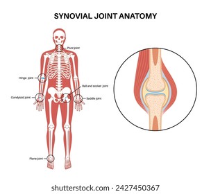 Anatomía de la articulación sinovial Movimientos entre los huesos adyacentes. Cápsula articular y cavidad articular llena de líquido sinovial. Ligamentos y cartílago en el cuerpo humano, ilustración vectorial de esqueleto