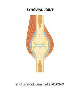 Synovial joint anatomy. Movements between the adjacent bones. Articular capsule and joint cavity filled with synovial fluid. Ligaments and cartilage in the human body flat vector medical illustration