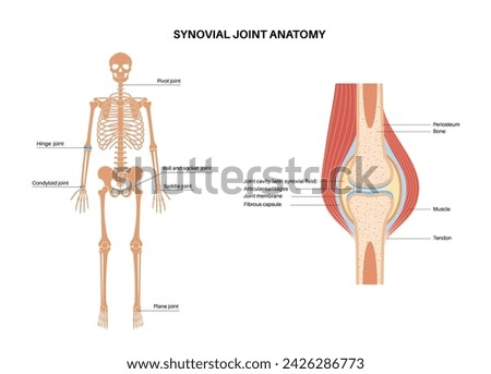 Synovial joint anatomy. Movements between the adjacent bones. Articular capsule and joint cavity filled with synovial fluid. Ligaments and cartilage in the human body, skeleton vector illustration