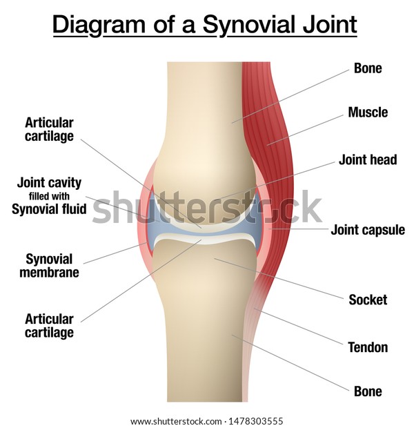 Synovial joint\
chart. Labeled anatomy infographic with two bones, articular\
cartilage, joint cavity, synovial fluid, muscle and tendon.\
Isolated vector illustration on\
white.\
