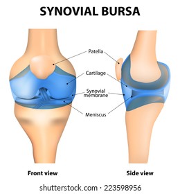 Synovial Joint. Human Anatomy.