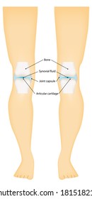 Synovial Joint Knee Labeled Diagram Stock Vector (Royalty Free ...