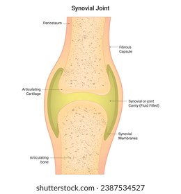 Synovial Joint Science Design Vector Illustration Diagram