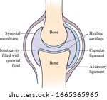 Synovial joint Skeletal system synovial joint structure and anatomy. Human skeleton and diagram.