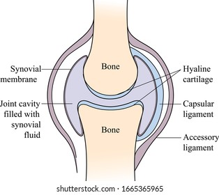 Synovial joint Skeletal system synovial joint structure and anatomy. Human skeleton and diagram.