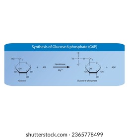 Synthesis of Glucose 6 phosphate (G6P) from glucose via Hexokinase diagram, molecular skeletal structure diagram on on blue background.