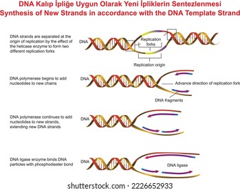 Synthesis of New Strands in accordance with the DNA Template Strand