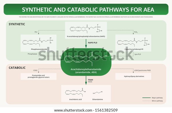 Synthetic\
And Canabolic Pathways for Anandamide (AEA) horizontal textbook\
infographic illustration about cannabis as herbal and chemical\
therapy, healthcare and medical science\
vector.
