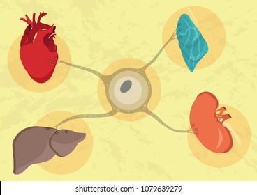 Synthetic lab-grown human organs. Future of medicine and transplantation. Heart, kidney, lung and hepar are developing from the stem cell