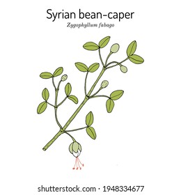 Syrian bean-caper (Zygophyllum fabago), medicinal plant. Hand drawn botanical vector illustration