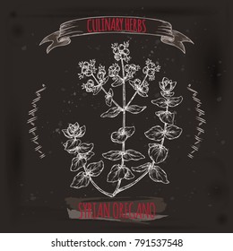 Syrian oregano aka Zaatar or bible hyssop, Origanum syriacum, hand drawn sketch on black. Culinary herbs collection. Great for cooking, medical, gardening design