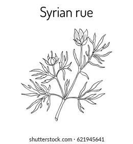 Syrian rue (Peganum harmala), called also esfand, harmel or aspand, medicinal plant. Hand drawn botanical vector illustration