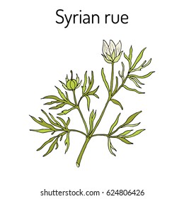 Syrian rue (Peganum harmala), called also esfand, harmel or aspand, medicinal plant. Hand drawn botanical vector illustration