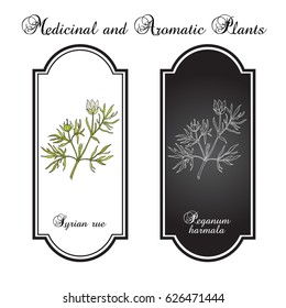 Syrian rue (Peganum harmala), called also esfand, harmel or aspand, medicinal plant. Hand drawn botanical vector illustration