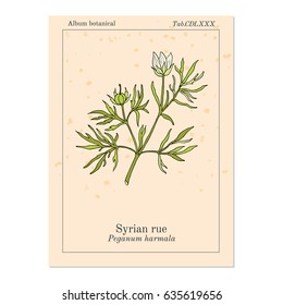 Syrian rue (Peganum harmala), called also esfand, harmel or aspand, medicinal plant. Hand drawn botanical vector illustration