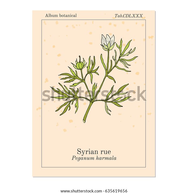 Syrian Rue Peganum Harmala Called Esfand Stock Vector (Royalty Free ...