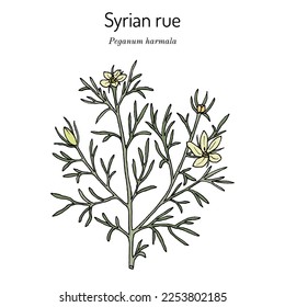 Syrian rue (Peganum harmala), medicinal plant. Hand drawn botanical vector illustration