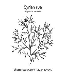 Syrian rue (Peganum harmala), medicinal plant. Hand drawn botanical vector illustration