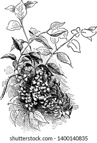 Syringa Persica plant has very beautiful light purple flower and leaves of plant normal in size with dark green color, vintage line drawing or engraving illustration.