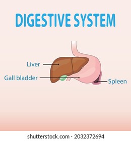 The system is an assessment of the organs that have a function to digest food. These foods will be processed mechanically or chemically.