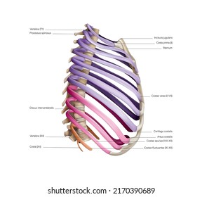 The system of rib construction on a white background. Vector 3D illustration