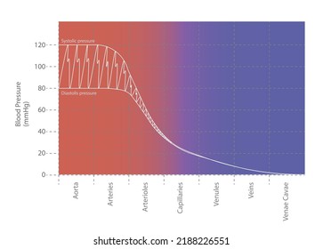 Systemisches Blutdruckdiagramm. Schaubild der Veränderungen des Blutdrucks korreliert mit dem arteriellen oder venösen System.