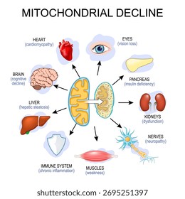 Systems affected by mitochondrial decline. Cellular senescence. Vector illustration