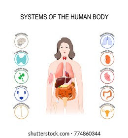 Systems Of The Human Body: Immune, Nervous, Muscule, Skeletal, Lymphatic, Urinary, Respiratory, Endocrine, Reproductive, Circulatory And Digestive System.  Medical Poster With Internal Organs On White