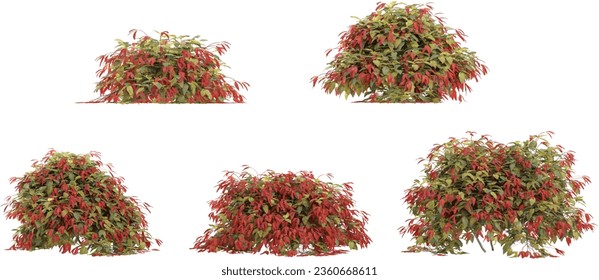 Syzygium Trees green island isolated on white background