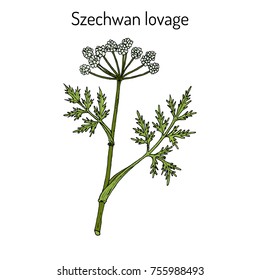 Szechwan lovage (ligusticum wallichii), medicinal plant. Hand drawn botanical vector illustration