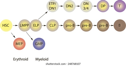 T and B cells differentiation